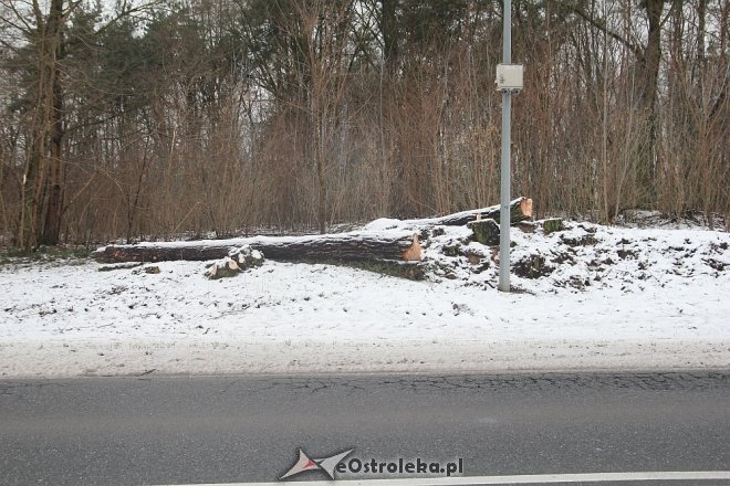 Rozpoczęła się wycinka drzew wzdłuż ulicy Ostrowskiej [15.12.2017] - zdjęcie #13 - eOstroleka.pl