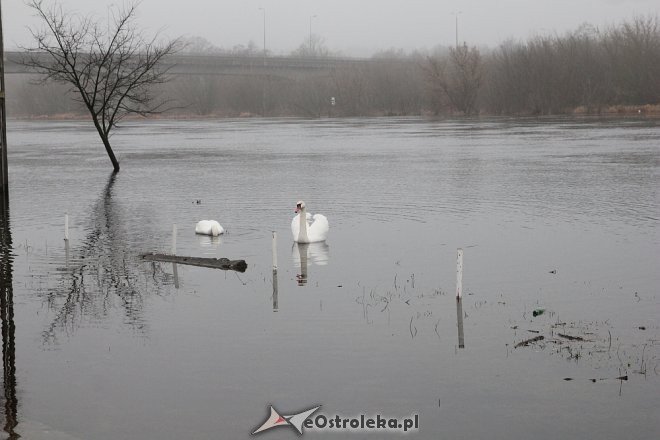 Poziom wody w Narwi wciąż wysoki [ZDJĘCIA] - zdjęcie #23 - eOstroleka.pl
