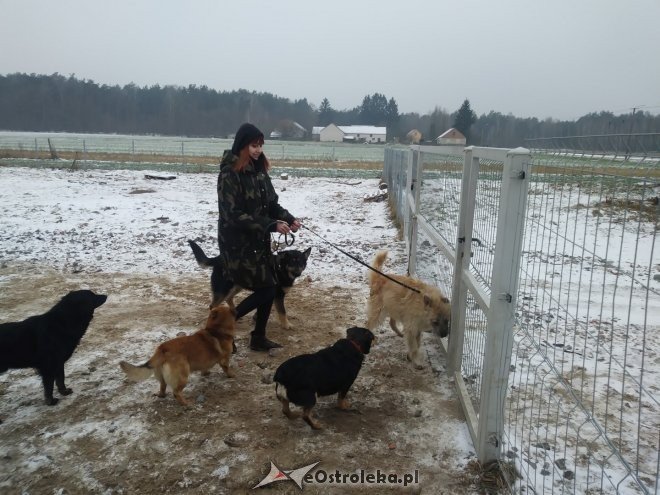 Uczniowie „dwójki” ponownie wsparli schronisko Canis z Kruszewa [23.02.2018] - zdjęcie #9 - eOstroleka.pl