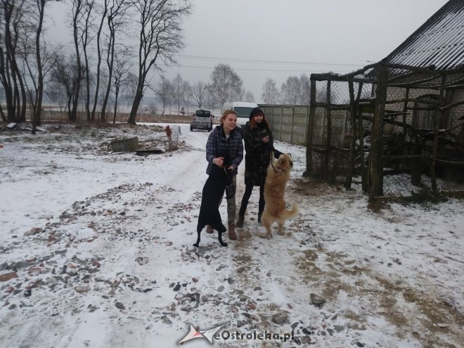 Uczniowie „dwójki” ponownie wsparli schronisko Canis z Kruszewa [23.02.2018] - zdjęcie #10 - eOstroleka.pl