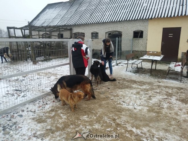 Uczniowie „dwójki” ponownie wsparli schronisko Canis z Kruszewa [23.02.2018] - zdjęcie #11 - eOstroleka.pl