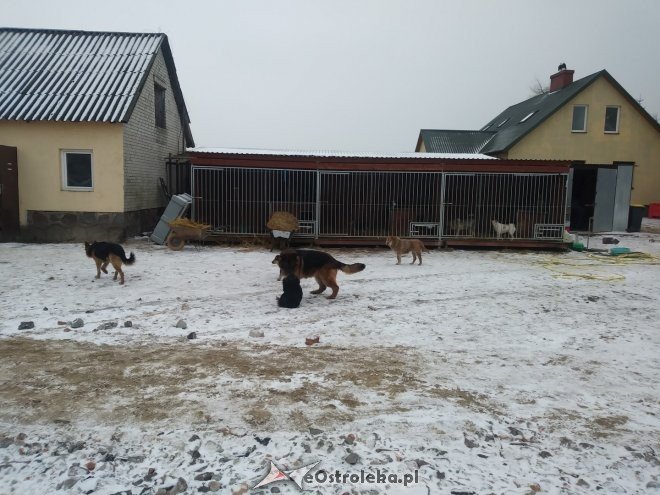 Uczniowie „dwójki” ponownie wsparli schronisko Canis z Kruszewa [23.02.2018] - zdjęcie #12 - eOstroleka.pl
