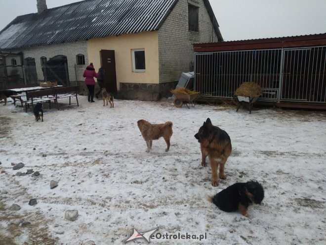 Uczniowie „dwójki” ponownie wsparli schronisko Canis z Kruszewa [23.02.2018] - zdjęcie #13 - eOstroleka.pl