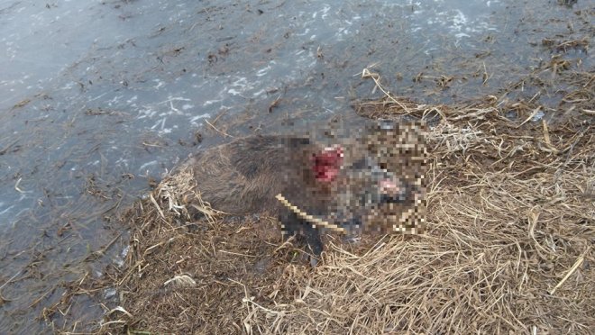 Martwy dzik wyłowiony z Narwi [23.03.2018] - zdjęcie #4 - eOstroleka.pl