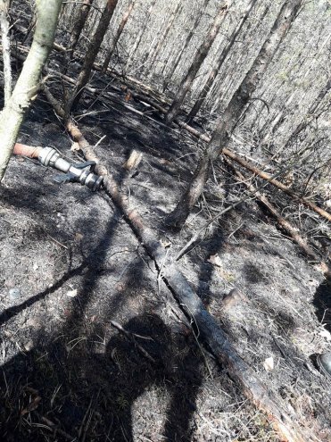 W Wachu spłonęło około 20 arów poszycia leśnego [08.04.2018] - zdjęcie #1 - eOstroleka.pl