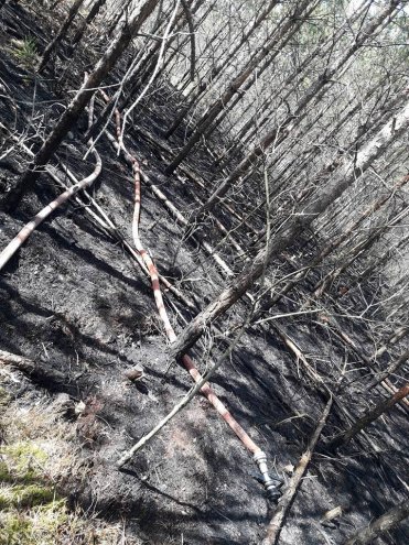 W Wachu spłonęło około 20 arów poszycia leśnego [08.04.2018] - zdjęcie #2 - eOstroleka.pl