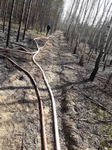 W Wachu spłonęło około 20 arów poszycia leśnego [08.04.2018] - zdjęcie #5 - eOstroleka.pl