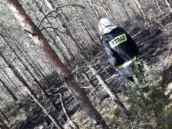 W Wachu spłonęło około 20 arów poszycia leśnego [08.04.2018] - zdjęcie #8 - eOstroleka.pl