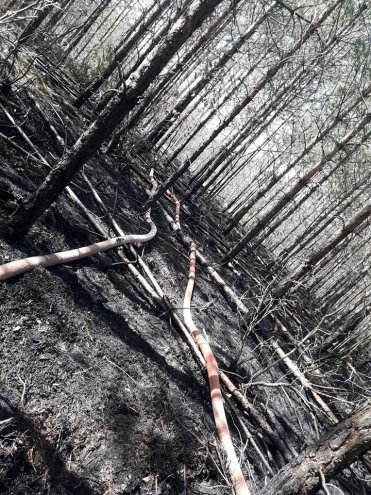 W Wachu spłonęło około 20 arów poszycia leśnego [08.04.2018] - zdjęcie #9 - eOstroleka.pl