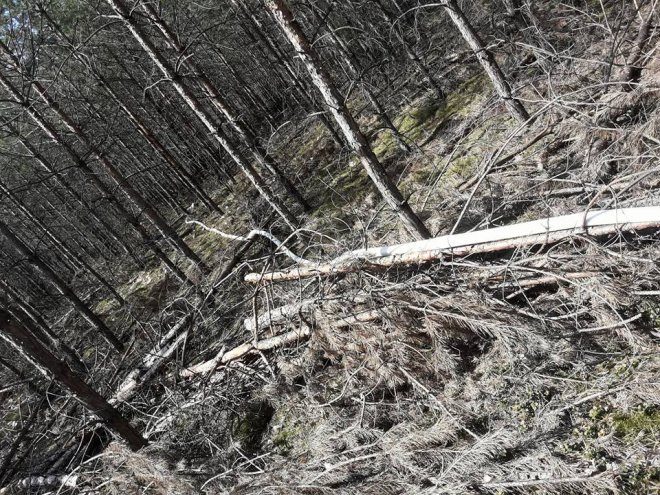 W Wachu spłonęło około 20 arów poszycia leśnego [08.04.2018] - zdjęcie #11 - eOstroleka.pl
