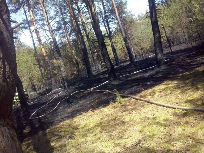 Pożar lasu w Chudku [10.05.2018] - zdjęcie #2 - eOstroleka.pl