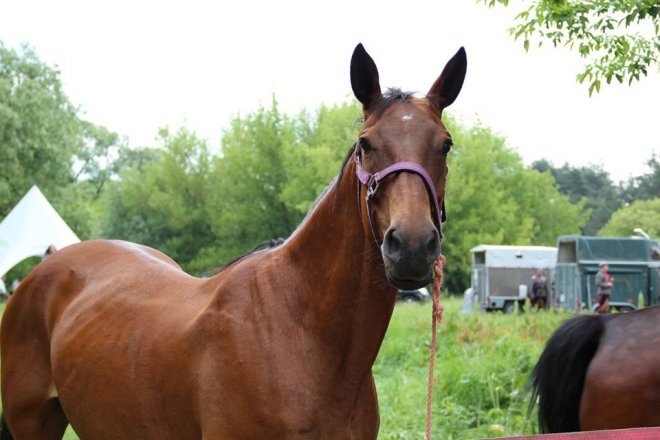 Piknik militarny Mapa Wyzwolenia nad Narwią w Ostrołęce [26.05.2018] - zdjęcie #59 - eOstroleka.pl