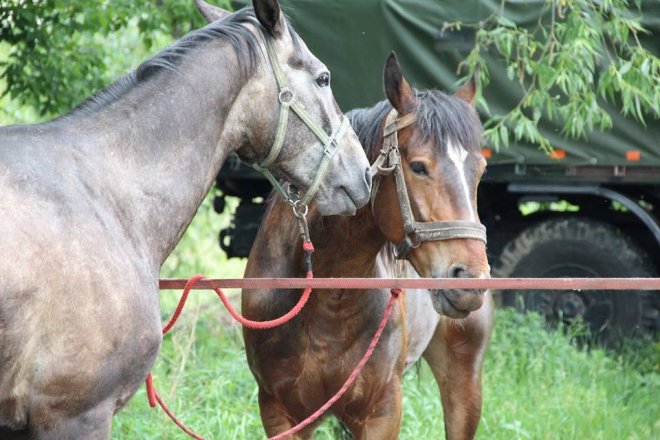 Piknik militarny Mapa Wyzwolenia nad Narwią w Ostrołęce [26.05.2018] - zdjęcie #9 - eOstroleka.pl