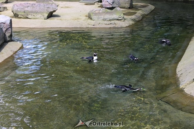 Przedszkolaki z Krainy Misiów w Fabryce Cukierków [24.05.2018] - zdjęcie #84 - eOstroleka.pl