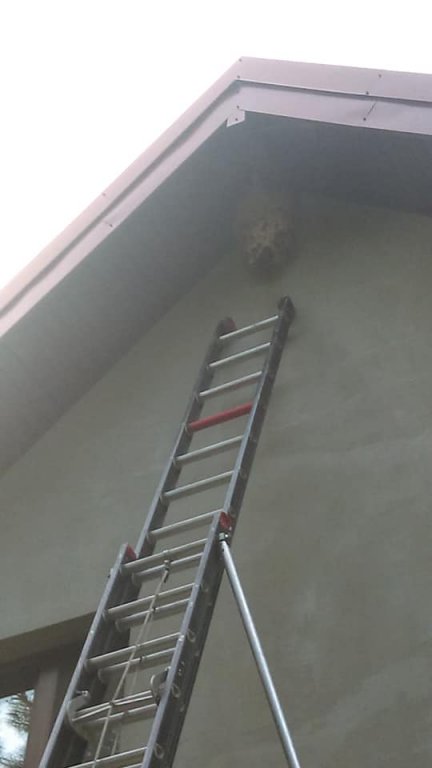 Rabędy: Strażacy usuwali gniazdo szerszeni [17.08.2018] - zdjęcie #2 - eOstroleka.pl