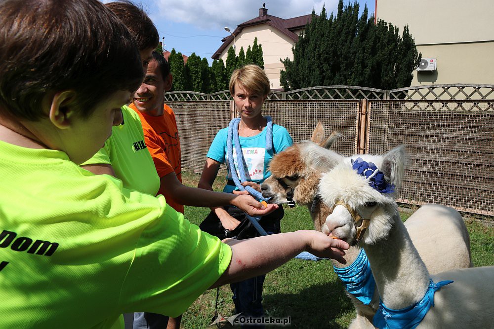Ostrołęka: Podopieczni ŚDS-ów rywalizowali w bocce [21.08.2018] - zdjęcie #10 - eOstroleka.pl
