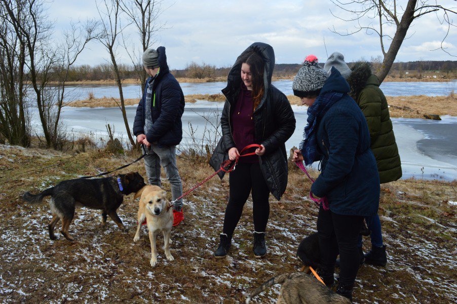 Łyse: Uczniowie zebrali ponad pół tony karmy i akcesoriów dla bezdomnych zwierząt [11.02.2019] - zdjęcie #1 - eOstroleka.pl