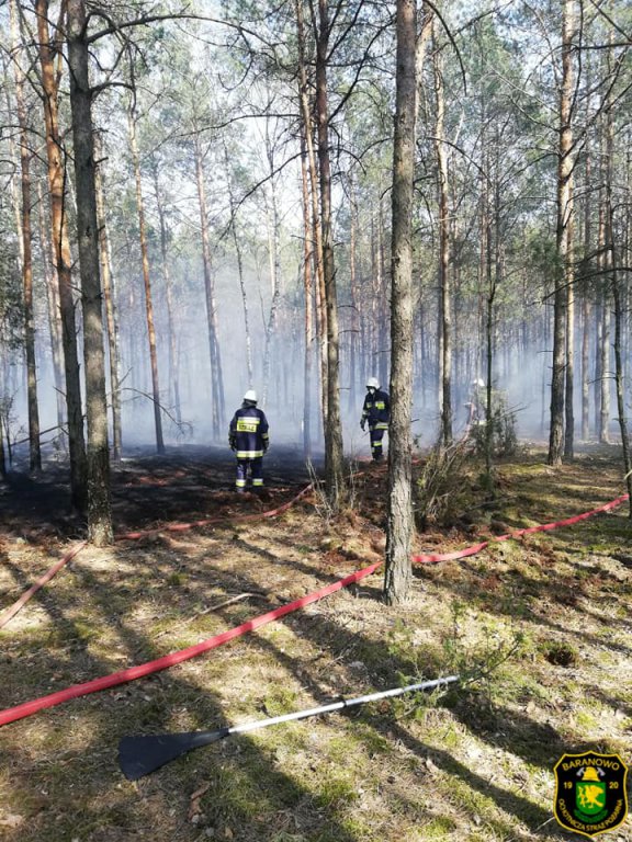 Pożar lasu w Golance [24.04.2019] - zdjęcie #1 - eOstroleka.pl