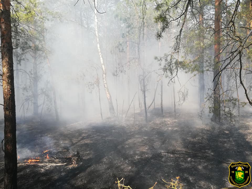 Pożar lasu w Golance [24.04.2019] - zdjęcie #2 - eOstroleka.pl