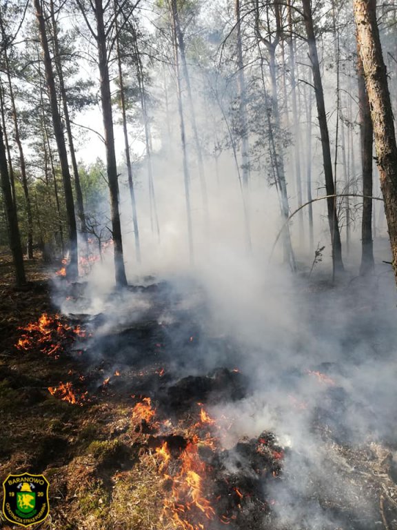 Pożar lasu w Golance [24.04.2019] - zdjęcie #3 - eOstroleka.pl