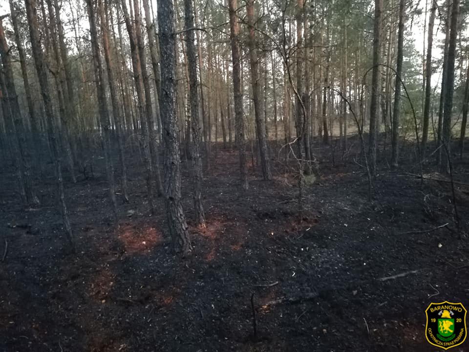 Pożar lasu w Golance [24.04.2019] - zdjęcie #5 - eOstroleka.pl
