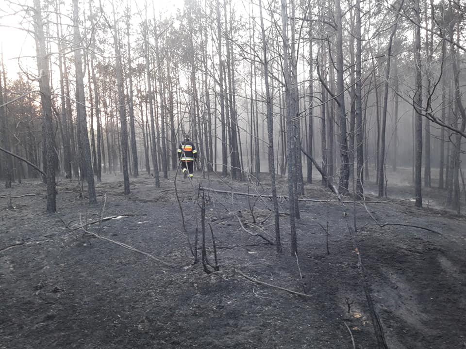 Pożar lasu w Golance [24.04.2019] - zdjęcie #6 - eOstroleka.pl