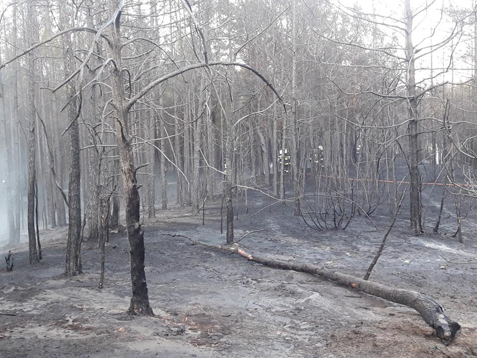 Pożar lasu w Golance [24.04.2019] - zdjęcie #8 - eOstroleka.pl