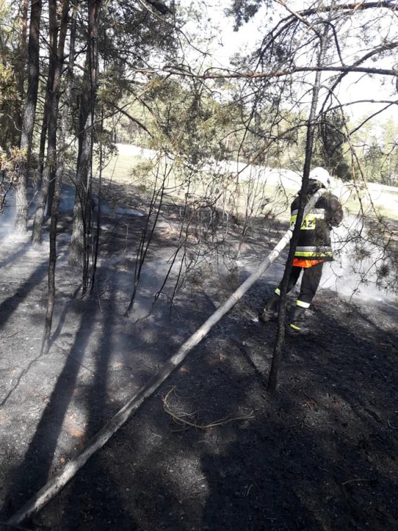 Pożar lasu w Golance [24.04.2019] - zdjęcie #9 - eOstroleka.pl