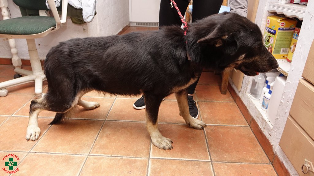 Pogotowie dla Zwierząt interweniowało pod Ostrołęką: „Właściciel psa wolał pić zamiast karmić zwierzęta” [15.05.2019] - zdjęcie #3 - eOstroleka.pl