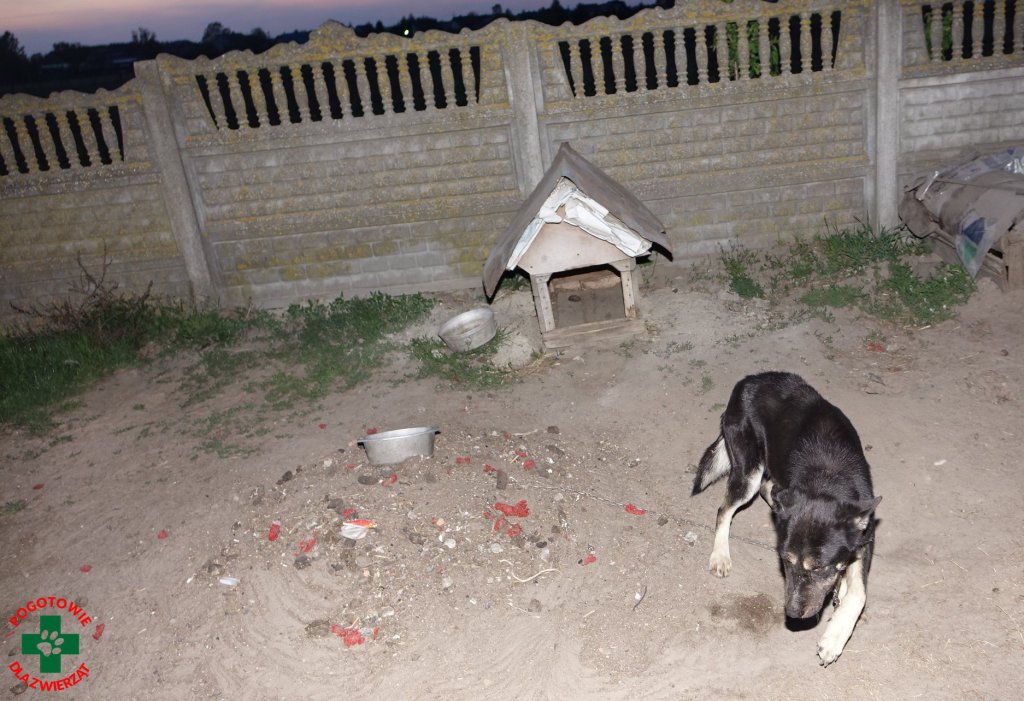 Pogotowie dla Zwierząt interweniowało pod Ostrołęką: „Właściciel psa wolał pić zamiast karmić zwierzęta” [15.05.2019] - zdjęcie #1 - eOstroleka.pl