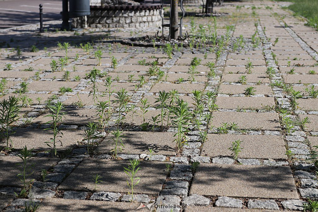 Roślinność na skwerach w Ostrołęce [10.06.2019] - zdjęcie #1 - eOstroleka.pl