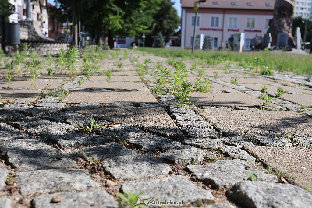 Roślinność na skwerach w Ostrołęce [10.06.2019] - zdjęcie #3 - eOstroleka.pl