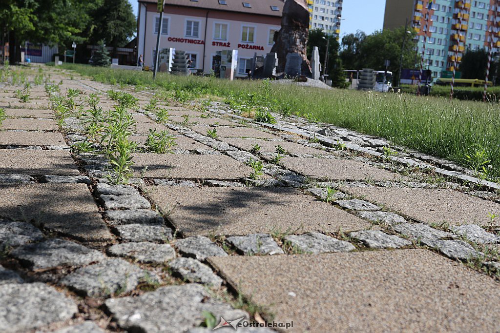 Roślinność na skwerach w Ostrołęce [10.06.2019] - zdjęcie #4 - eOstroleka.pl