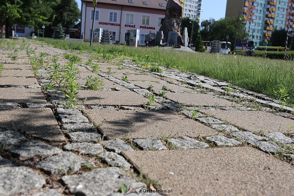 Roślinność na skwerach w Ostrołęce [10.06.2019] - zdjęcie #22 - eOstroleka.pl