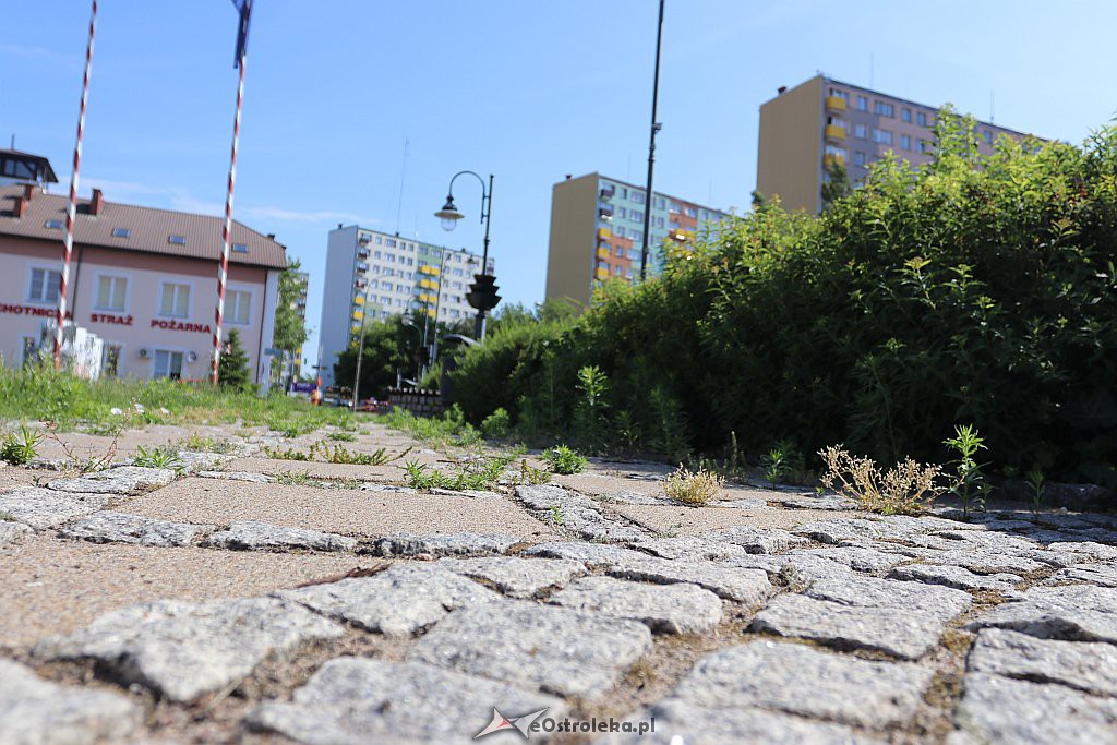 Roślinność na skwerach w Ostrołęce [10.06.2019] - zdjęcie #9 - eOstroleka.pl