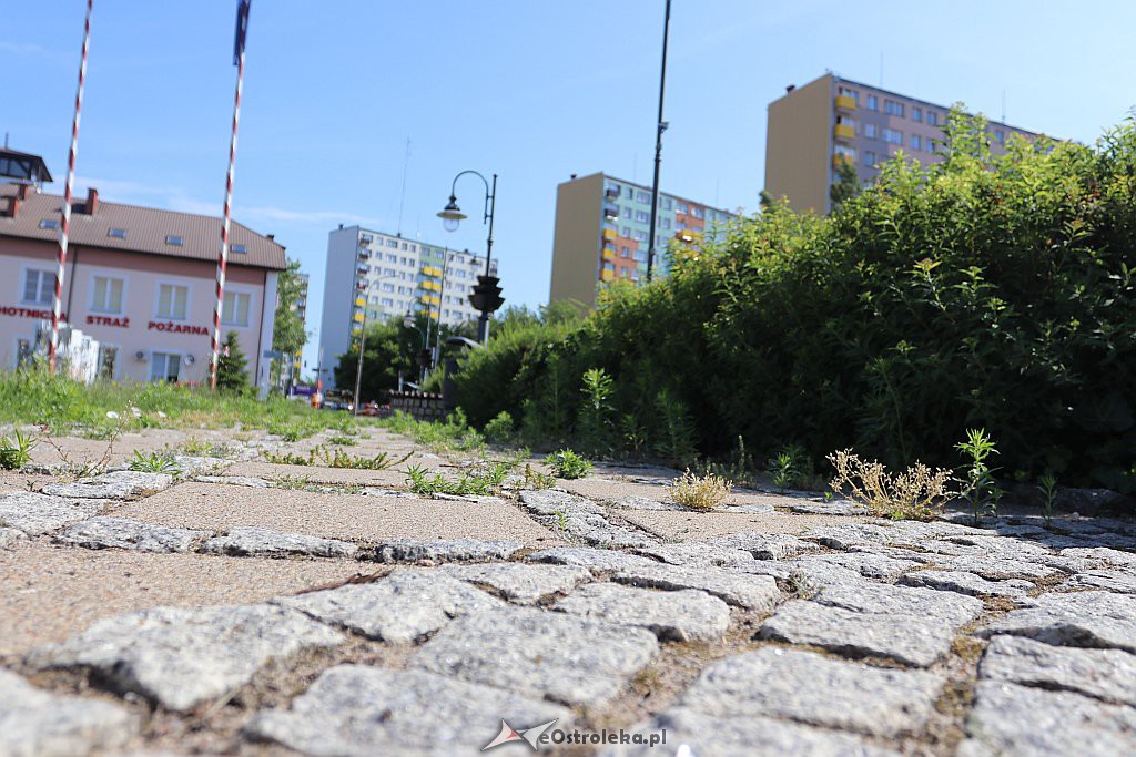 Roślinność na skwerach w Ostrołęce [10.06.2019] - zdjęcie #10 - eOstroleka.pl