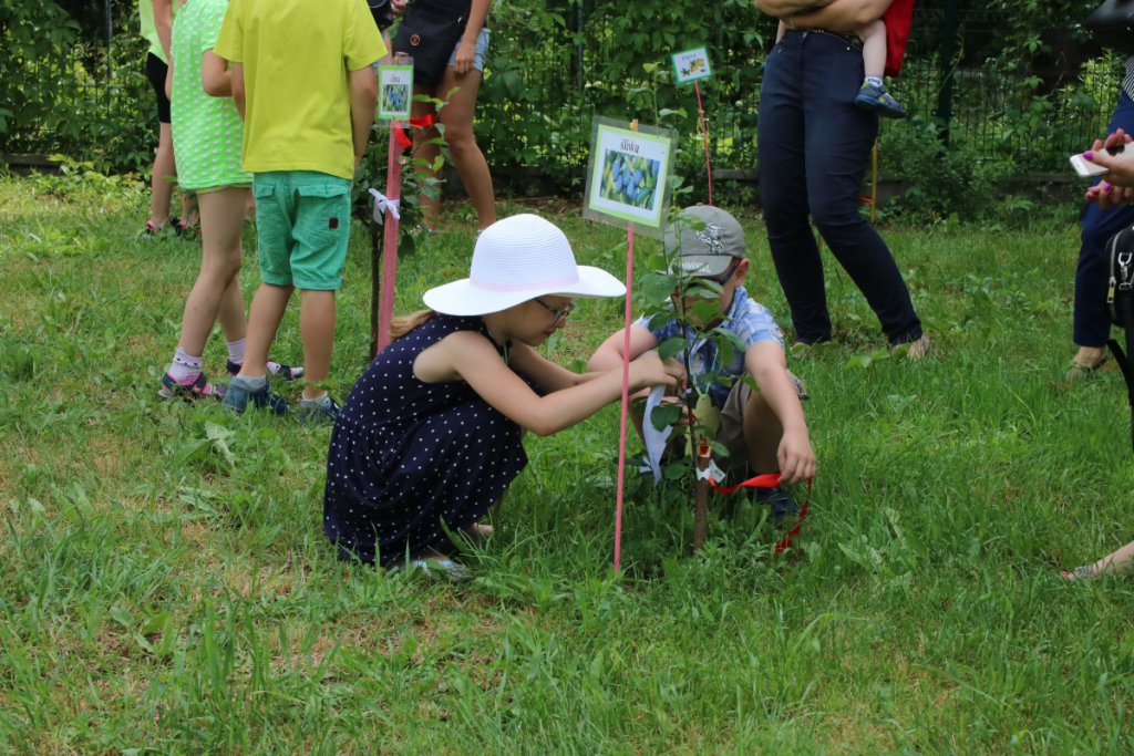 Konkurs Mali Ogrodnicy w Leśnej Krainie [14.06.2019] - zdjęcie #39 - eOstroleka.pl