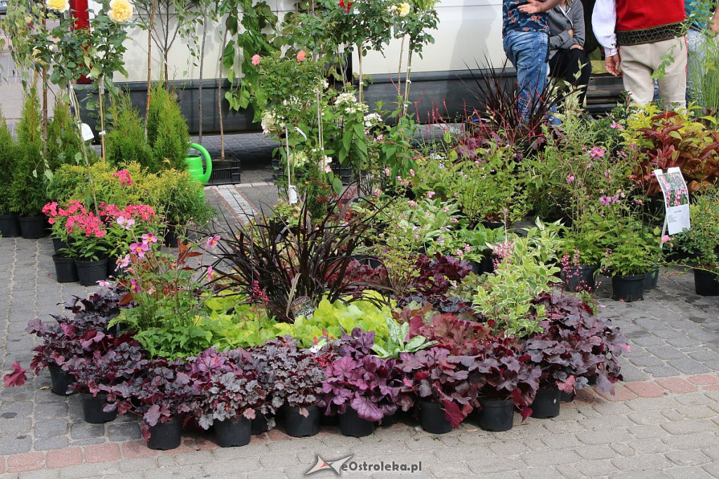 XIII Kurpiowskie Targi Rolnicze w Ostrołęce [15.09.2019] - zdjęcie #31 - eOstroleka.pl