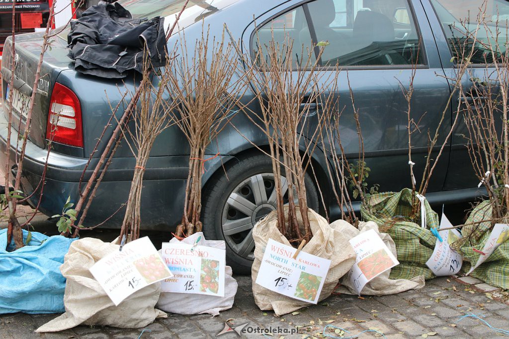 XIII Kurpiowskie Targi Rolnicze w Ostrołęce [15.09.2019] - zdjęcie #8 - eOstroleka.pl