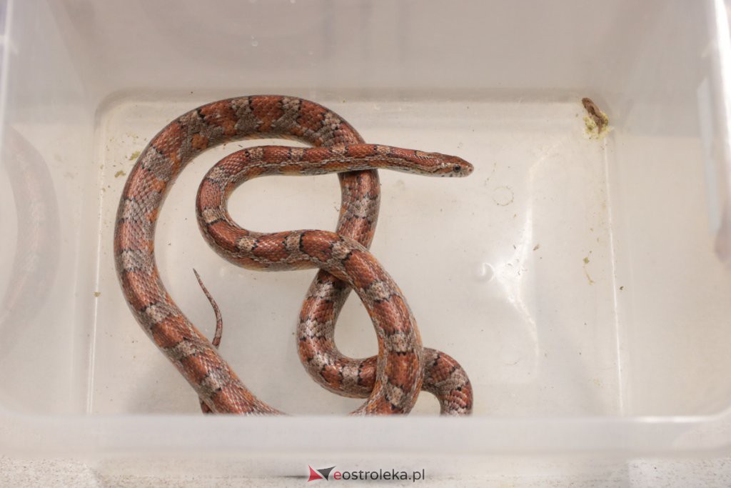 Ostrołęka: Wąż-uciekinier schwytany! Ma około 1,5 metra długości [21.11.2019] - zdjęcie #1 - eOstroleka.pl