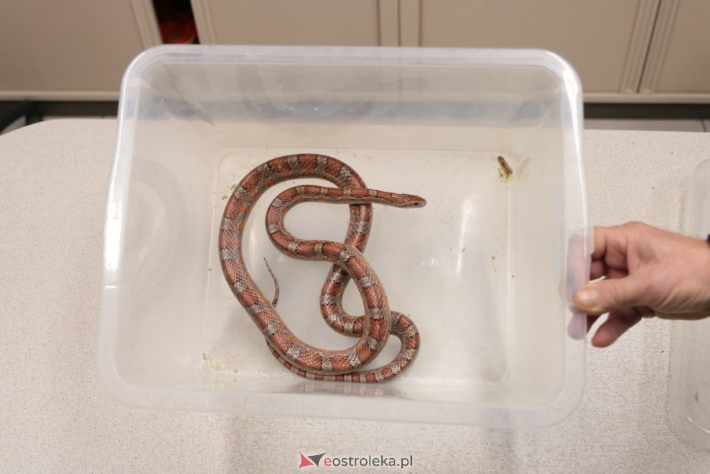 Ostrołęka: Wąż-uciekinier schwytany! Ma około 1,5 metra długości [21.11.2019] - zdjęcie #2 - eOstroleka.pl
