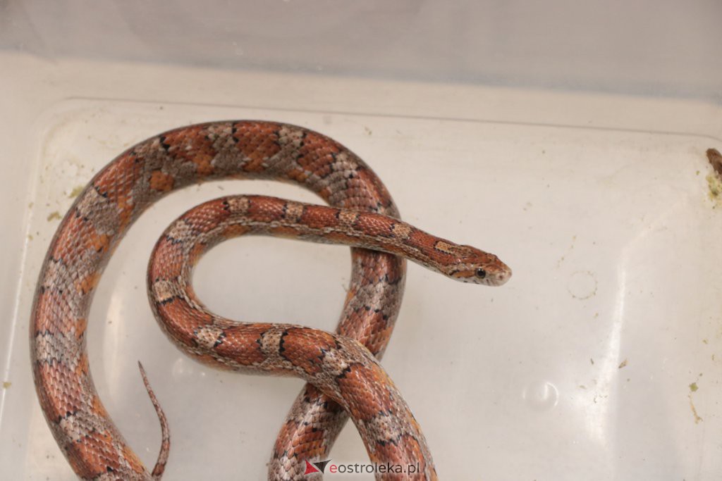 Ostrołęka: Wąż-uciekinier schwytany! Ma około 1,5 metra długości [21.11.2019] - zdjęcie #3 - eOstroleka.pl
