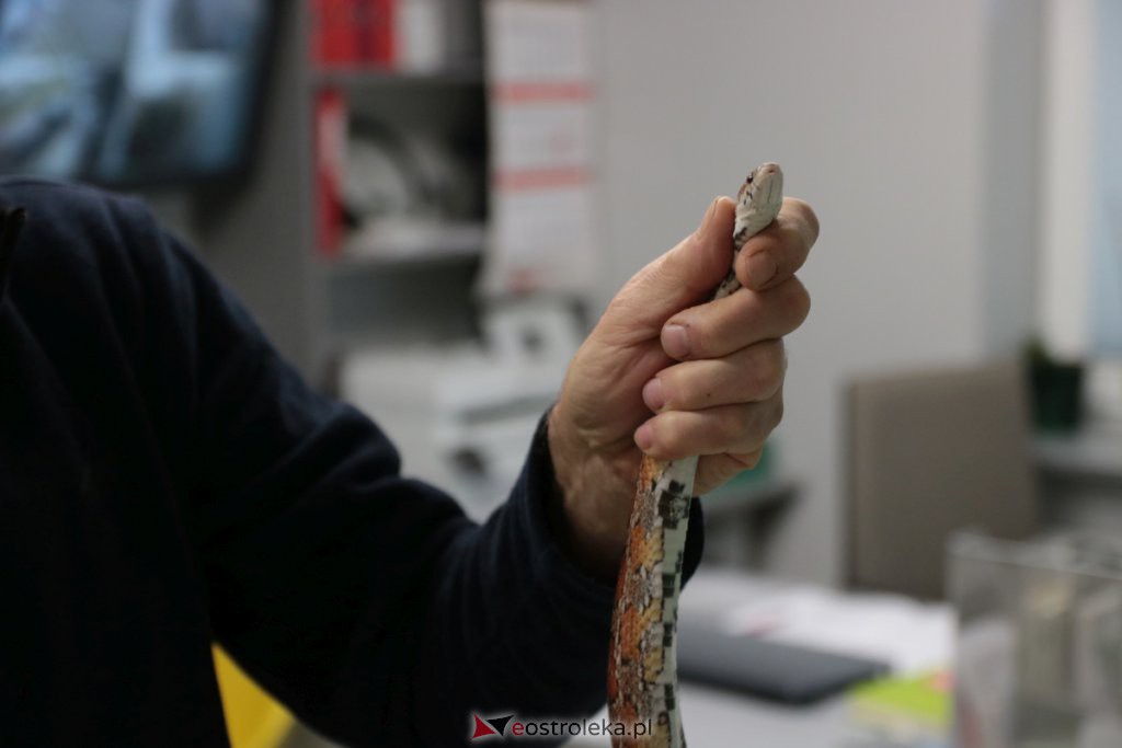 Ostrołęka: Wąż-uciekinier schwytany! Ma około 1,5 metra długości [21.11.2019] - zdjęcie #5 - eOstroleka.pl