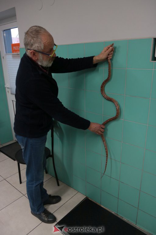 Ostrołęka: Wąż-uciekinier schwytany! Ma około 1,5 metra długości [21.11.2019] - zdjęcie #6 - eOstroleka.pl
