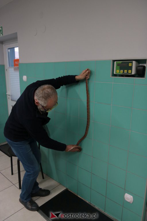 Ostrołęka: Wąż-uciekinier schwytany! Ma około 1,5 metra długości [21.11.2019] - zdjęcie #2 - eOstroleka.pl