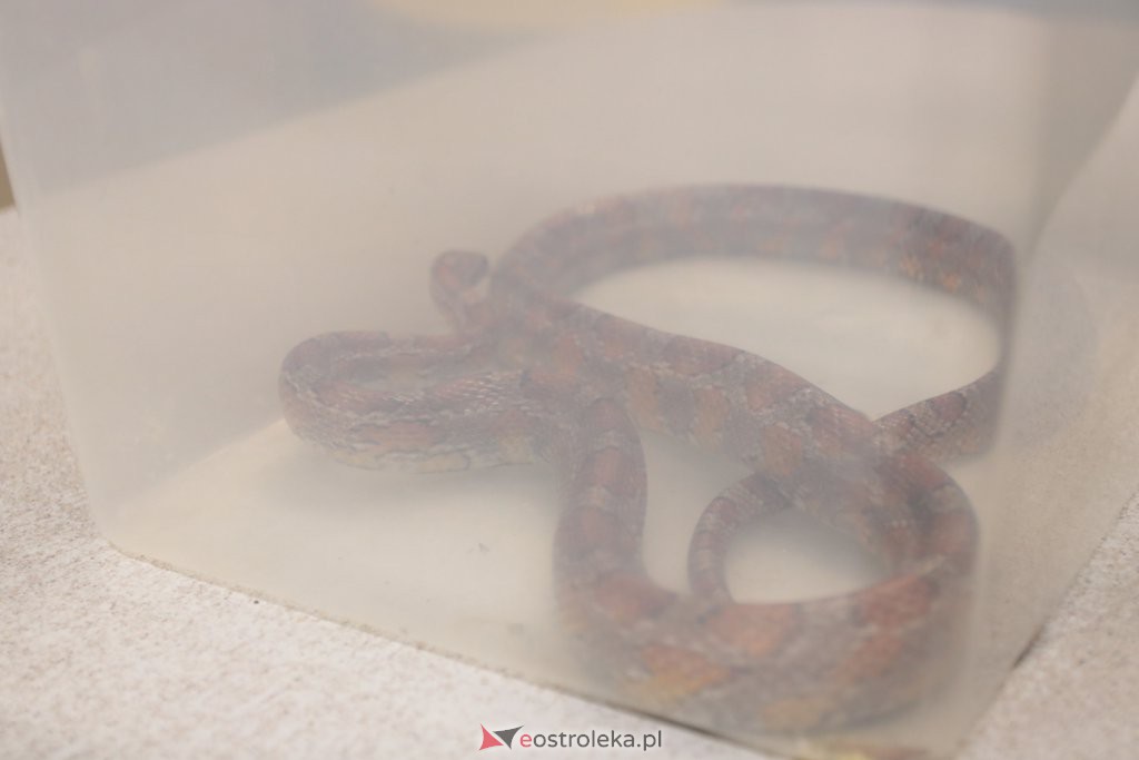 Ostrołęka: Wąż-uciekinier schwytany! Ma około 1,5 metra długości [21.11.2019] - zdjęcie #9 - eOstroleka.pl