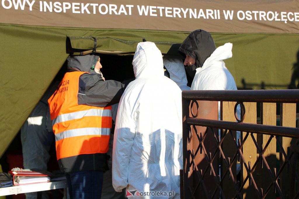 Afrykański Pomór Świń w powiecie – ćwiczono wdrażanie procedur na wypadek wystąpienia wirusa [ZDJĘCIA] - zdjęcie #41 - eOstroleka.pl