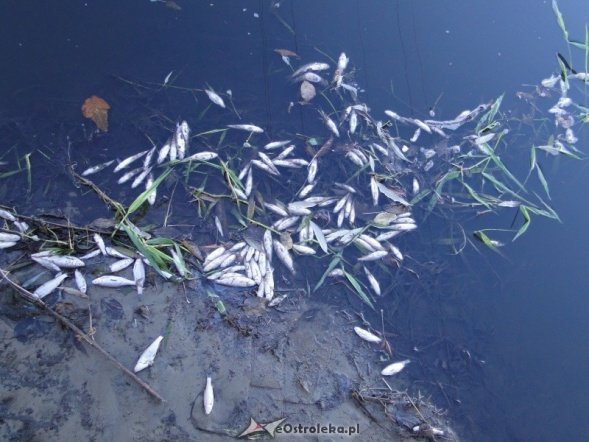 Śnięte ryby w Narwi (13.10.2010) - zdjęcie #3 - eOstroleka.pl