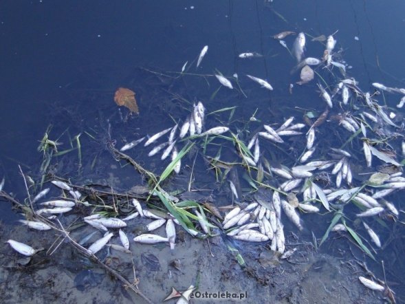 Śnięte ryby w Narwi (13.10.2010) - zdjęcie #14 - eOstroleka.pl