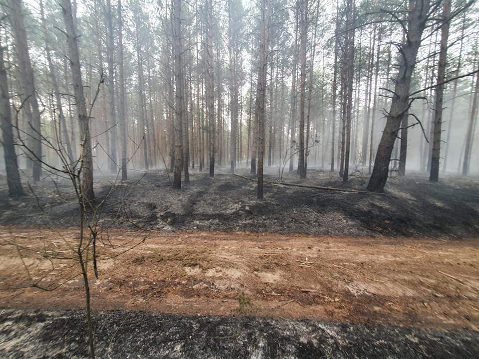 Pod Ostrołęką spłonęły dwa hektary lasu! [28.04.2020] - zdjęcie #7 - eOstroleka.pl